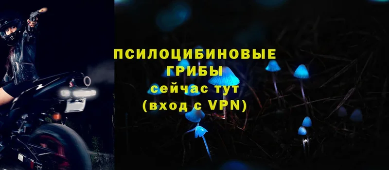 Галлюциногенные грибы Psilocybe  Нефтекумск 